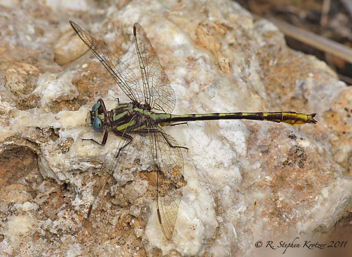 Phanogomphus exilis, male